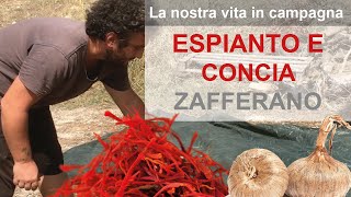 Zafferano espianto e concia dei bulbi di zafferano [upl. by Lengel359]