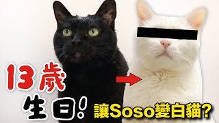 【黃阿瑪的後宮生活】Socles的13歲生日！讓Soso變白貓⋯ [upl. by Dorrahs]