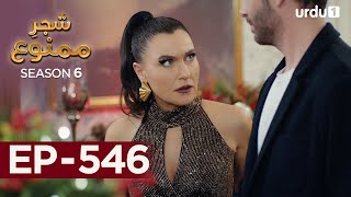 ShajareMamnu  Episode 546  Turkish Drama  Forbidden Fruit  Urdu Dubbing  24th April 2023 [upl. by Nedra132]