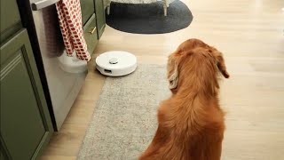 Why homeowners and pets LOVE the new Roborock Qrevo Curv Product review [upl. by Lind440]