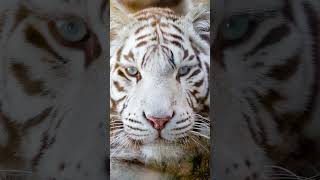 White Bengal Tiger  The Rare Beauty shorts animals [upl. by Mariquilla]