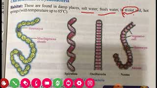 Unit6  Lecture21  Cyanobacteria  1st year biology  Balochistan Board [upl. by Nappie634]