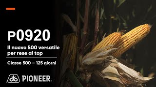 P0920 il nuovo mais classe 500 Versatile e con rese sempre al top [upl. by Hercule]