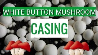 Button Mushroom  Casing [upl. by Mercorr]