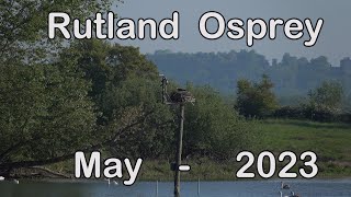 Rutland Ospreys  May 2023 [upl. by Thorstein]