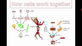 How Cells Work Together Grade 7 [upl. by Jehias]