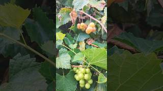 Growing Scuppernong Grapes in Florida How To Tell When Ripe floridagardening homegrown grapes [upl. by Thierry]