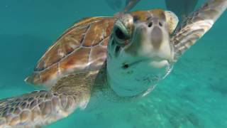 Barbados 2017  Snorkeling [upl. by Aivin]