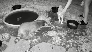 🦝❤️ Baby Peekaboo Baby Washer comes to help me put out food ❤️🦝 [upl. by Allehc980]