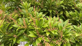 Tree Formed Pieris Japonica Spring amp Fall 4K  September 17 2024 [upl. by Seadon]