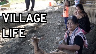 Philippines Village Sunday Morning  Hot Coffee and Baby Goats [upl. by Nyad234]