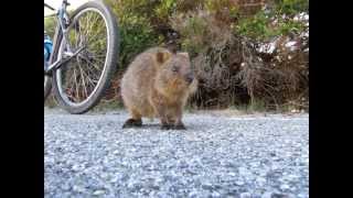 Quimby the Curious Little Quokka [upl. by Arakaj]