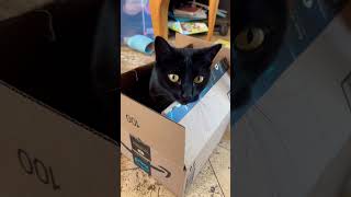 Stormy my black cat in a box [upl. by Betta]