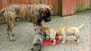 SAINT BERNARD MASTIFF DOGS PUPPIES FOR SALE  VARIETY KENNEL INDIA [upl. by Eli]