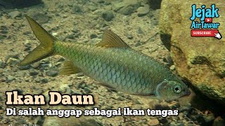 Ikan daun tengas daun [upl. by Inoek467]