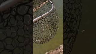 More action at Yucaipa regional park fishing fish [upl. by Sunderland745]