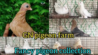 Fancy pigeon collection  GN pigeon farm  pigeon pigeonbird fancypigeonlover fancypigeonloft [upl. by Ahsikyt]