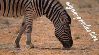 Namibia  Etosha Nationalpark Teil 1 vom Galton Gate bis zum Olifantsrus Camp [upl. by Acila]