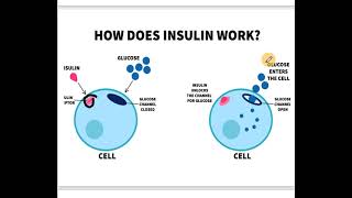 Biochemical basis of Diabetes amp Clinical diagnosis [upl. by Lladnyk371]