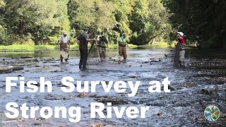 Biologists Survey Frecklebelly Madtom at the Strong River [upl. by Cooper]