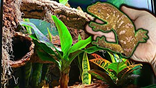 Leachie Gecko Bioactive Vivarium Build Step By Step Leap Habitat [upl. by Emmerie455]