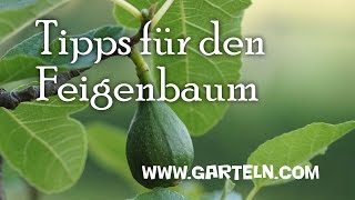 Tipps für den eigenen Feigenbaum [upl. by Faus]