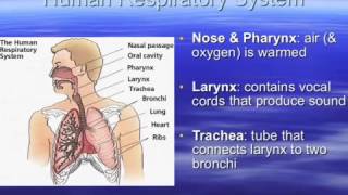 Respiratory System [upl. by Lehte]