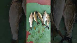 Abhi abhi nadi se laya fresh fish 🐟🐟🐟 mujhe mil gaya ytshortsmanoj [upl. by Nitsu]