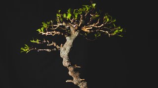 Florida Buttonwood Bonsai Styling and repotting [upl. by Nawor994]