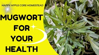 Incredible Medicinal Benefits of Mugwort [upl. by Zachery793]