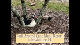 Walk around the Cane Island Resort Kissimmee FL caneislandresort florida kissimmee snowbirds [upl. by Nnylyahs285]