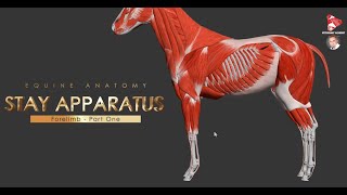 Passive Stay Apparatus of the Forelimb in the Horse  Part 1 [upl. by Iahc]