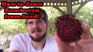 How to Grow Rambutan Trees from Seed Grocery Store Growing Ep 9 [upl. by Learrsi]