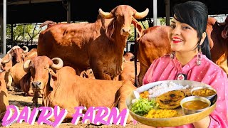 Visiting a Dairy Farm  Food Vlog [upl. by Yemarej]