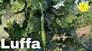 Luffa  Ridge Gourd Health Benefits Side Effects And Recipes [upl. by Emiline]