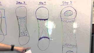 Endochondral Ossification Teaching Project [upl. by Dayiz]