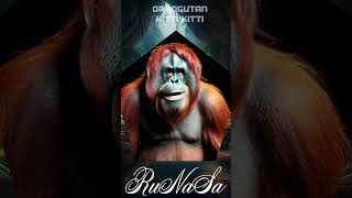 Orangutans Got Talent A Primate Performance Extraordinaire [upl. by Nnyleuqaj]