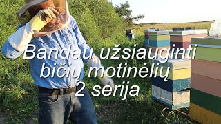 Bandau užsiauginti biciu motineliu 2 serija [upl. by Caines975]