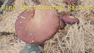 Wine Cap Mushroom Harvest [upl. by Hanoy470]