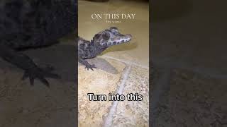 Smooth front caiman still get big  shortvideo reptiles [upl. by Herzig]