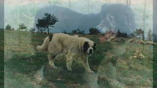 Bulgarian Shepherd Dog [upl. by Anead]