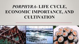 PORPHYRA LIFE CYCLE ECONOMIC IMPORTANCE AND CULTIVATION [upl. by Kisung]