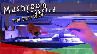 Mushroom Fragging The Easy Way [upl. by Ajssatsan985]