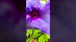 Milenge ham nahin 🥹song floweringplant gardening youtubeshorts viralshorts trendingvideo [upl. by Anas]