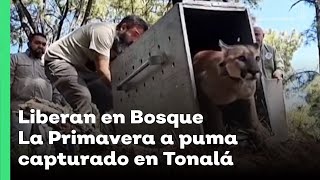 Liberan en Bosque La Primavera a puma capturado en Tonalá  Jalisco Noticias [upl. by Llerud397]