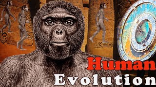 Human Evolution  From Ape to Homo Sapiens [upl. by Yelena]