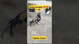 aseel murghey top quality aseel breed 😍😍 viral quran recitation translation trending pet bird [upl. by Garek145]