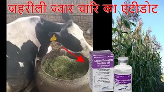 जहरीली ज्वार Sorghum Chari  Cyanide poisoning in cattle  Symptoms and Treatment [upl. by Krause687]