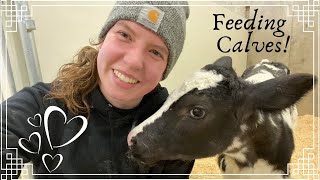 Feeding calves 🍼 [upl. by Toft]