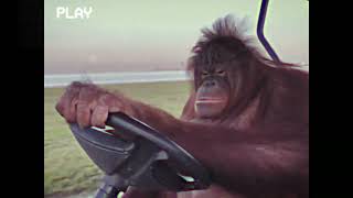 orangutan driving golf cart in the 80s [upl. by Nylinnej]